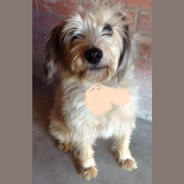 Photo of Scruffy