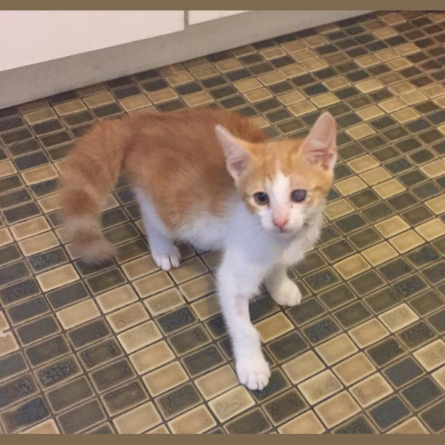 Photo of Tess (Blind Eye)