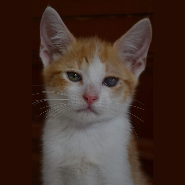 Photo of Tess (Blind Eye)