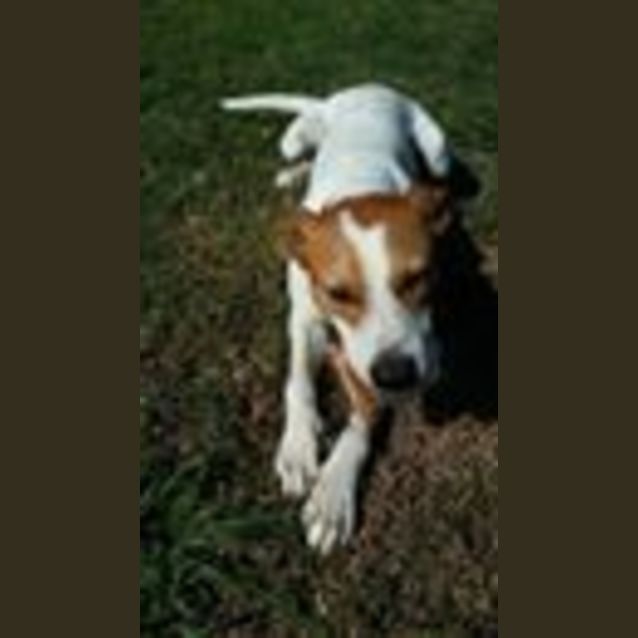 Photo of Diesel (Adoption Pending)