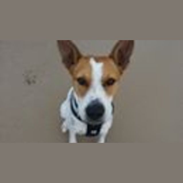 Photo of Diesel (Adoption Pending)