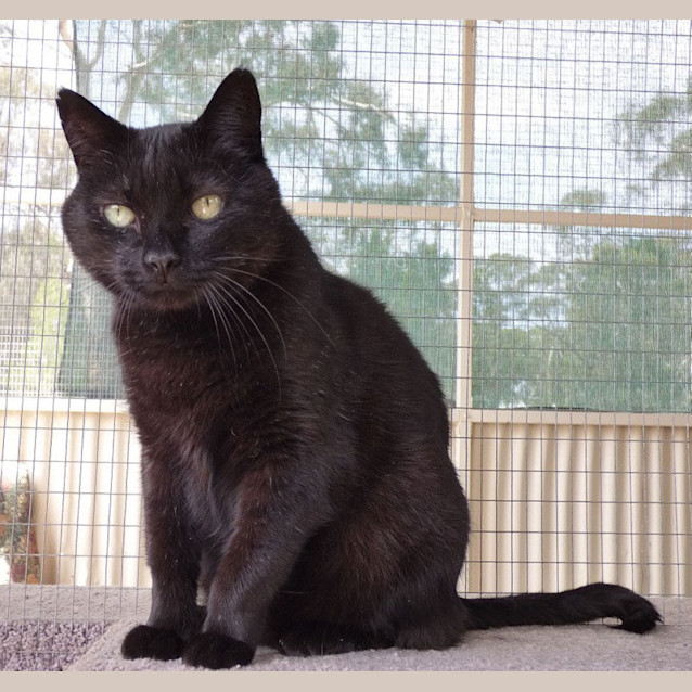 Photo of Petite Noir   Silver Paw