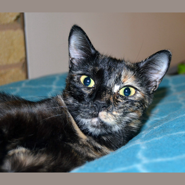 Photo of Olive