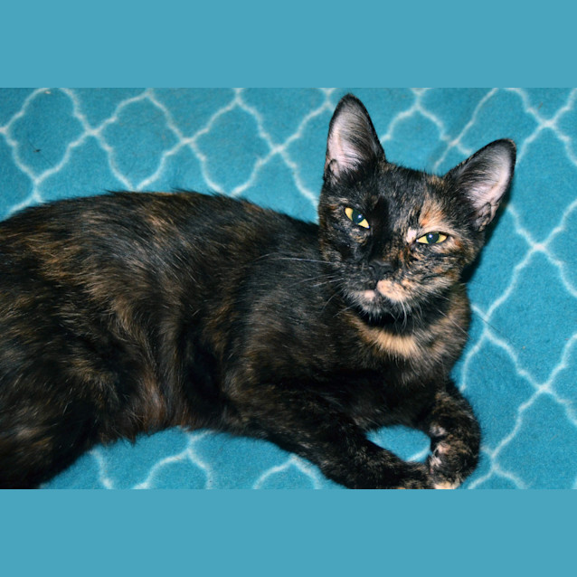 Photo of Olive