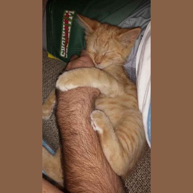 Photo of Kittens