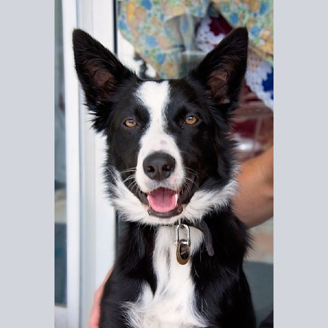 Photo of Laze Ed0011 