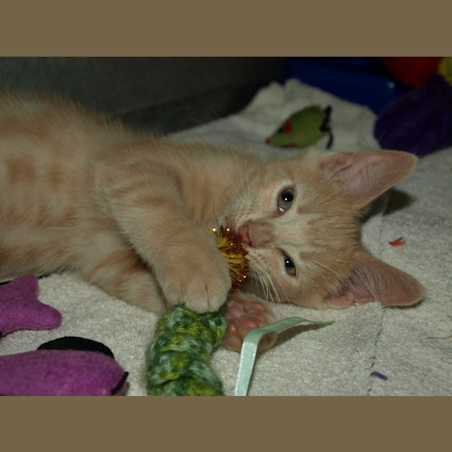 Photo of Hansel
