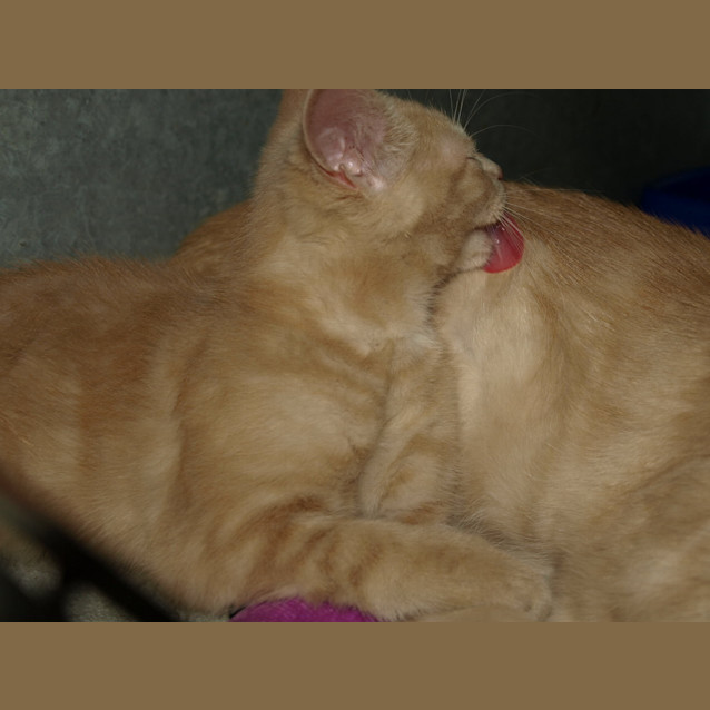 Photo of Hansel