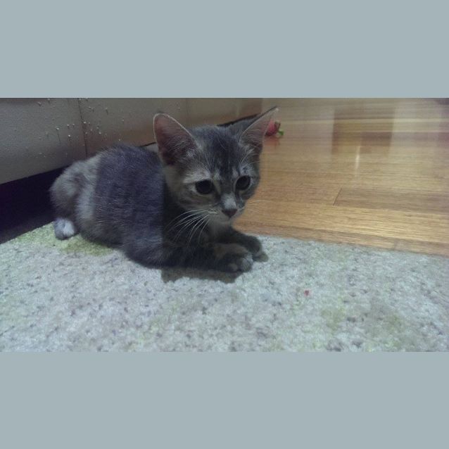Photo of Smudge