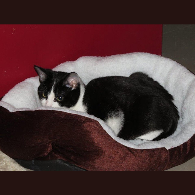 Photo of Turbo
