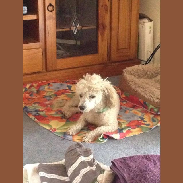 Photo of Mabel *Special Needs Dog*