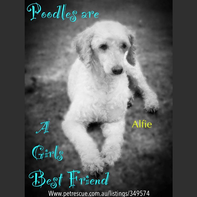 Photo of Alfie