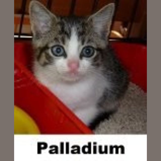 Photo of Palladium