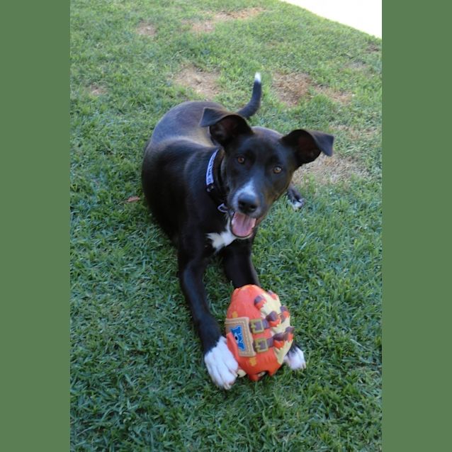 Photo of Panda *On Trial In Her New Home*