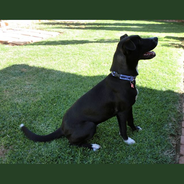 Photo of Panda *On Trial In Her New Home*