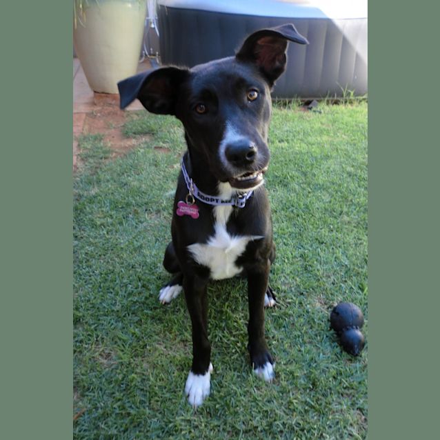 Photo of Panda *On Trial In Her New Home*