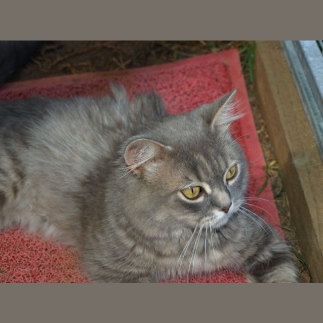 Photo of Fonzie