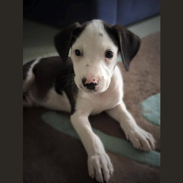 Photo of Hudson