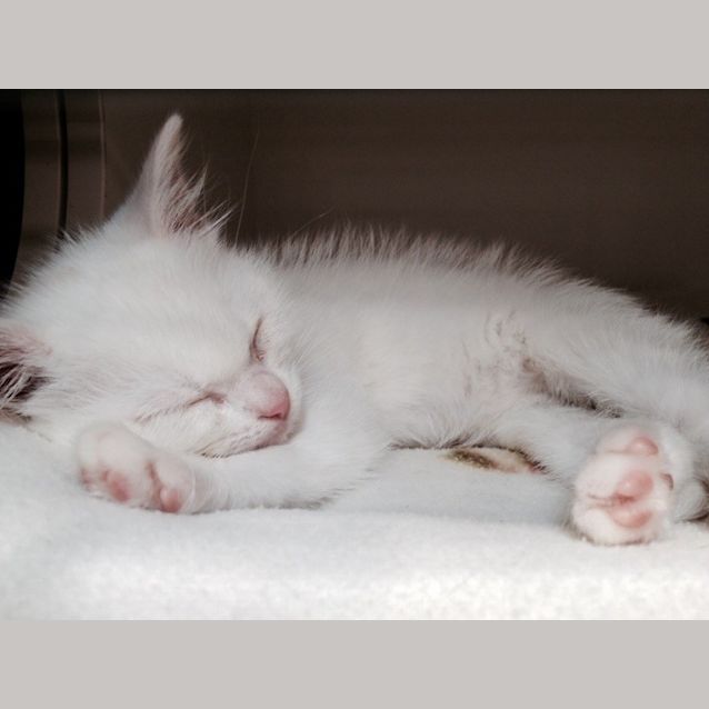 Photo of Dewy