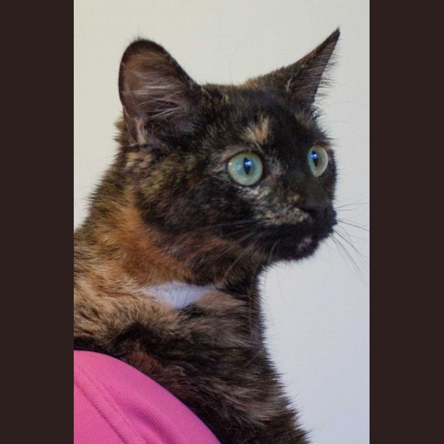 Photo of Callie