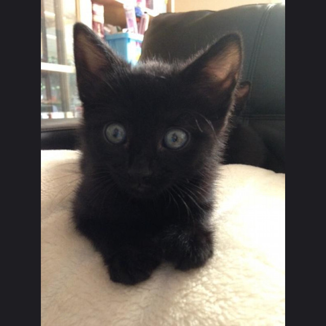 Photo of Willow