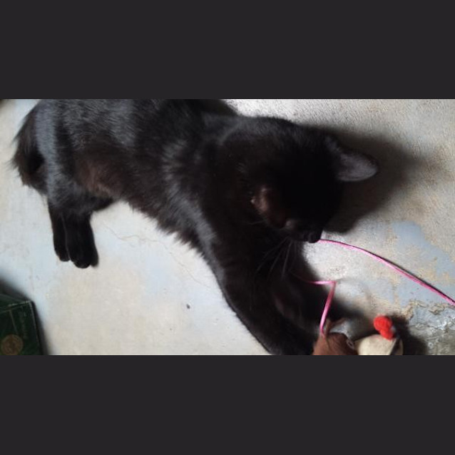 Photo of Luna