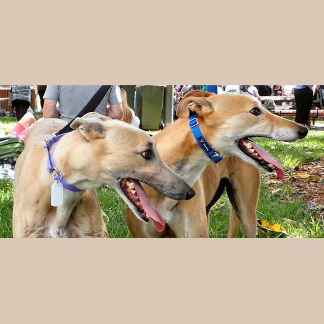 Photo of Ginger Is Checking Out Her New Home