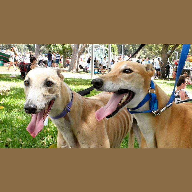 Photo of Ginger Is Checking Out Her New Home