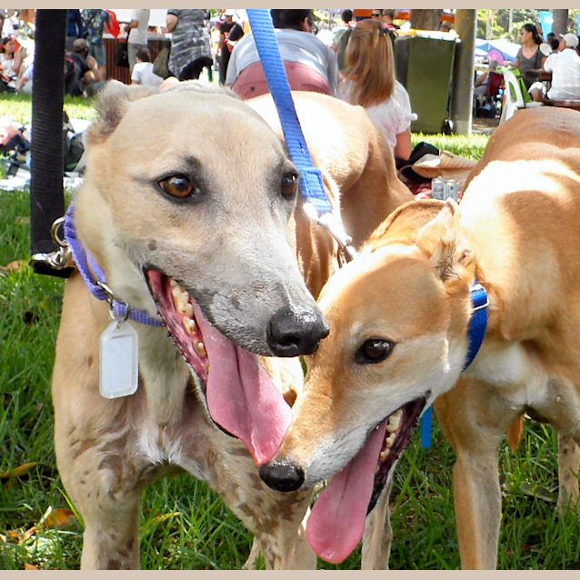 Photo of Ginger Is Checking Out Her New Home