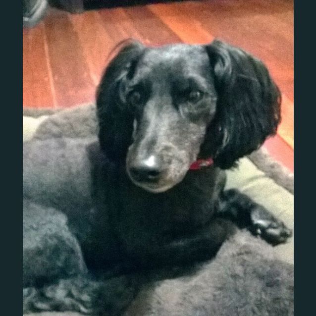 Photo of Teddy