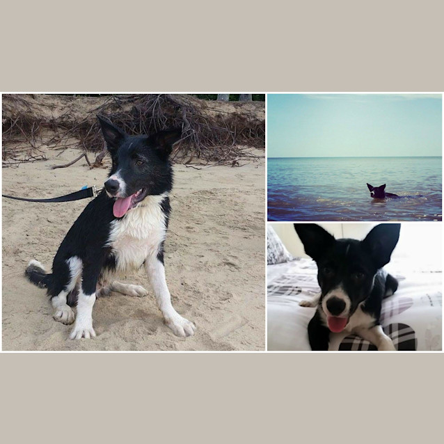 Photo of Spike