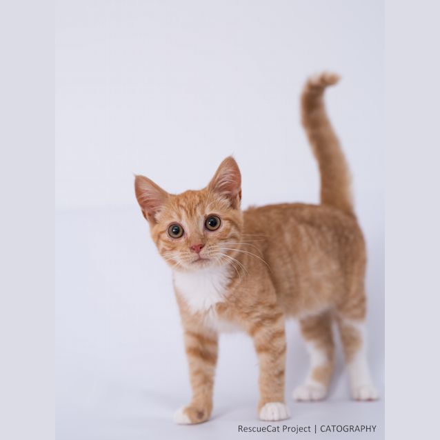 Photo of "Meowfred"   Purrfect Match