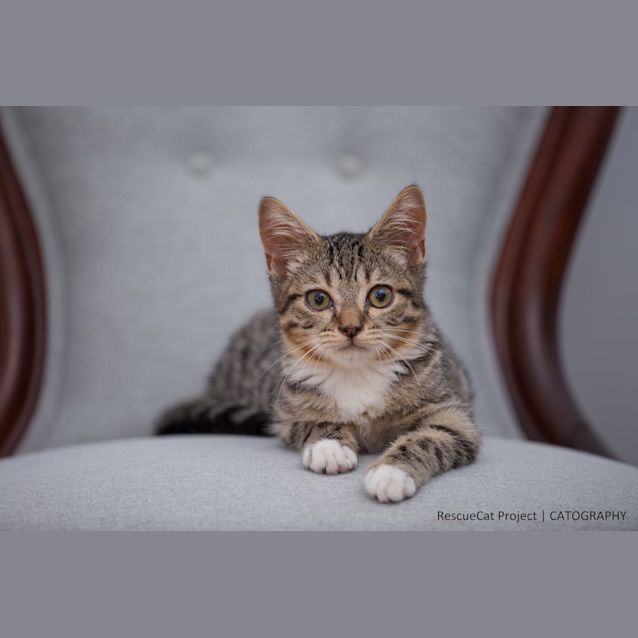 Photo of "Meowington"   Purrfect Match