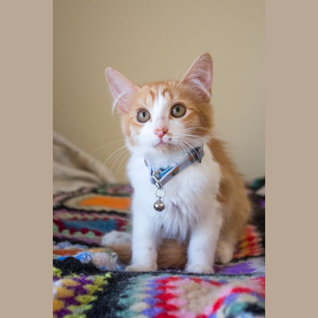 Photo of Archer