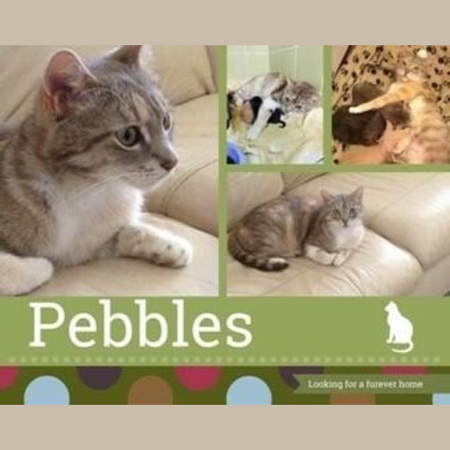 Photo of Pebbles A Loving Friend