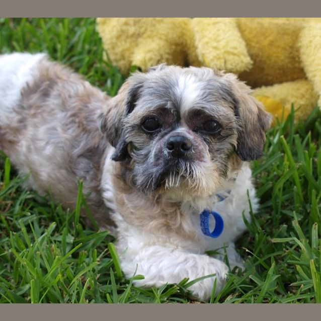 Photo of Bruno ~ Senior Shih Tzu ~ On Trial 12/4/15