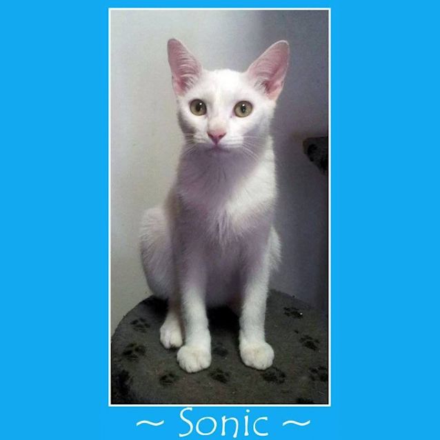 Photo of Sonic N.O.W Only $100 To Adopt!