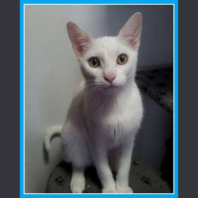 Photo of Sonic N.O.W Only $100 To Adopt!