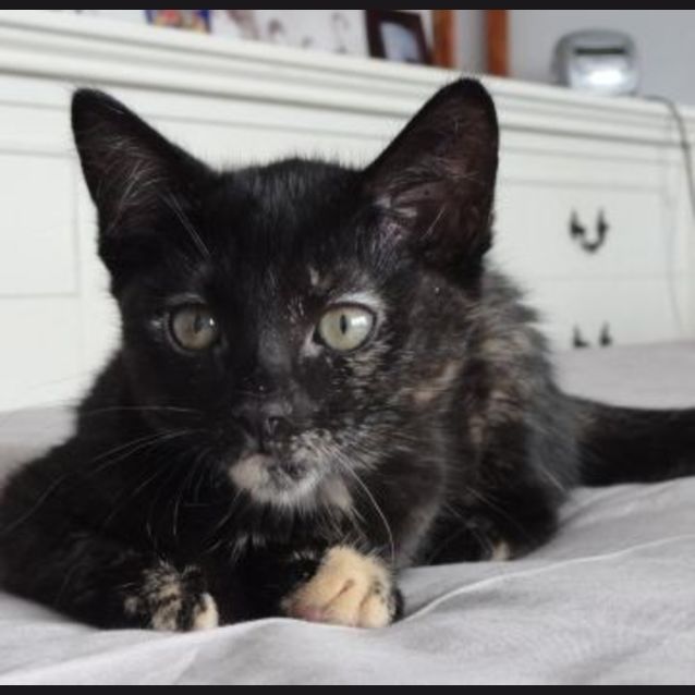 Photo of Mischief