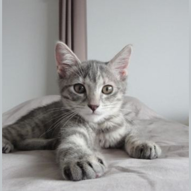 Photo of Cristal