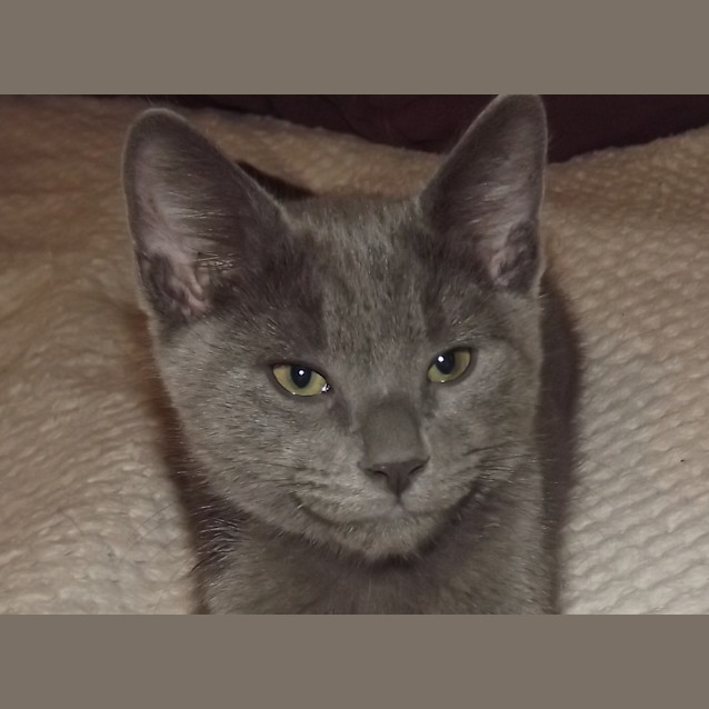 Photo of Indigo