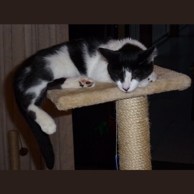 Photo of Jigsaw