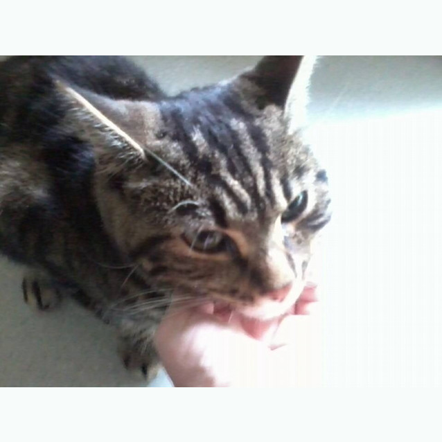 Photo of Biscuit