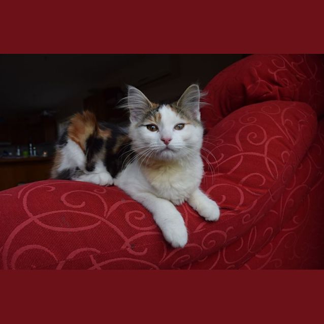 Photo of Trixie