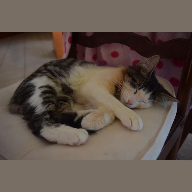 Photo of Razil