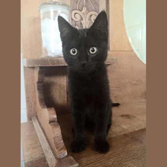 Photo of Onyx