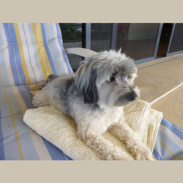 Photo of Coco