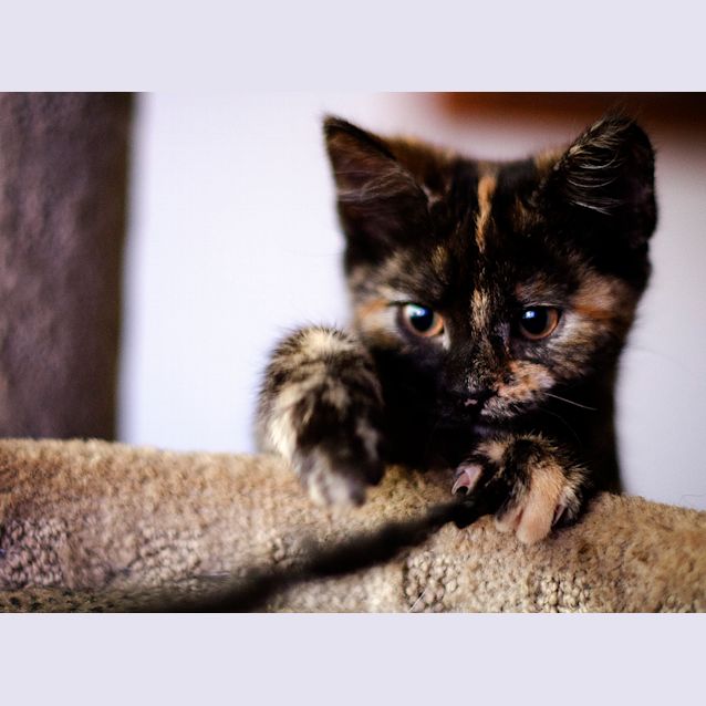 Photo of Tara The Pocket Rocket