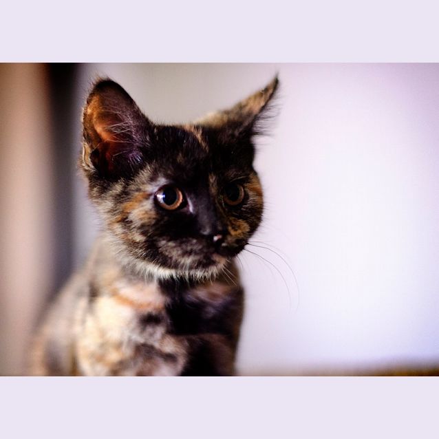 Photo of Tara The Pocket Rocket