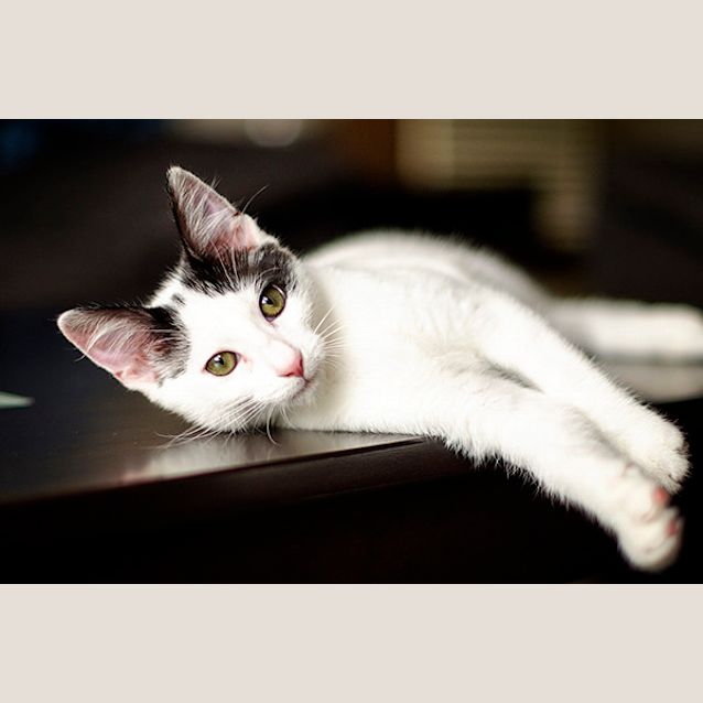 Photo of Ahoy There It's Captain Jack Sparrow!